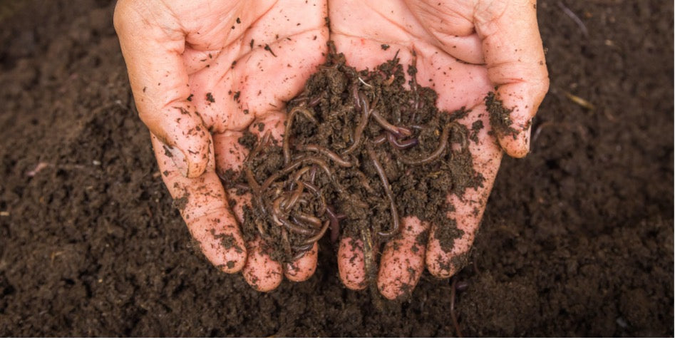 Feeding your soil: The basics of Bokashi composting
