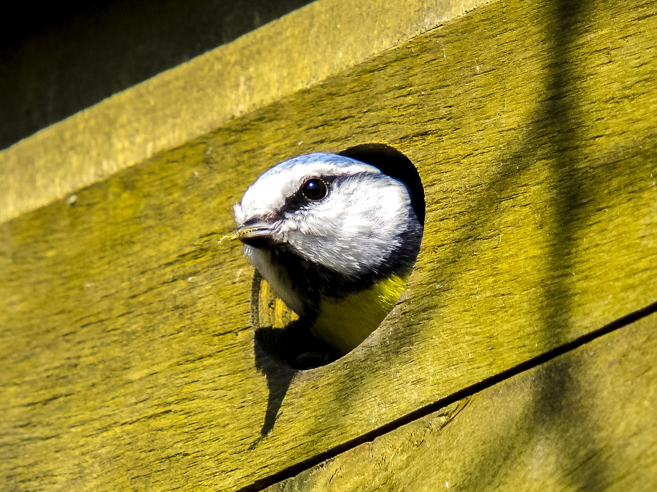 Top tips about bird boxes – Wiggly Wigglers