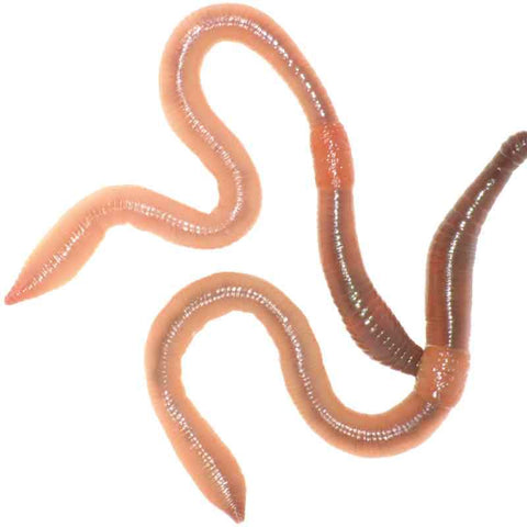 Wiggly Worms for Fishing – Wiggly Wigglers