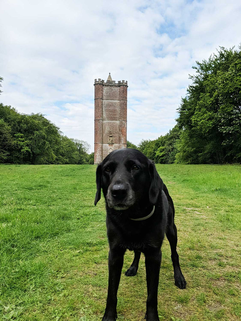 Alfreds Tower for Dog Walks