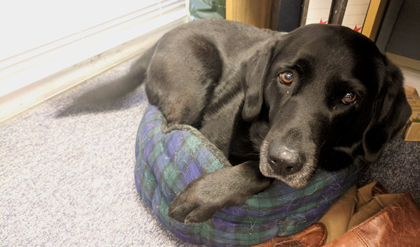 Berry the Dog Bed Tester