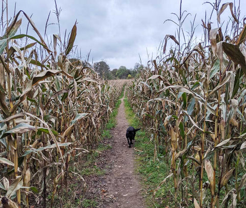 Walking in the corn
