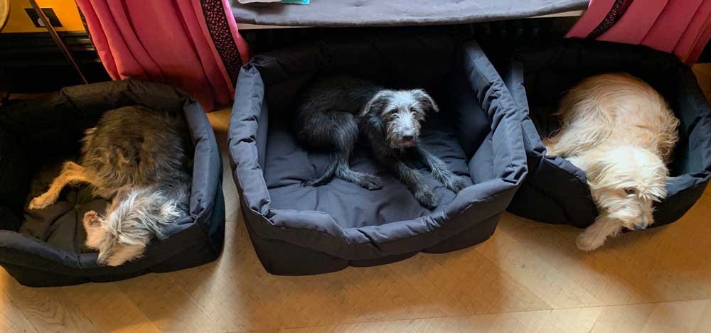 Three Dog Beds