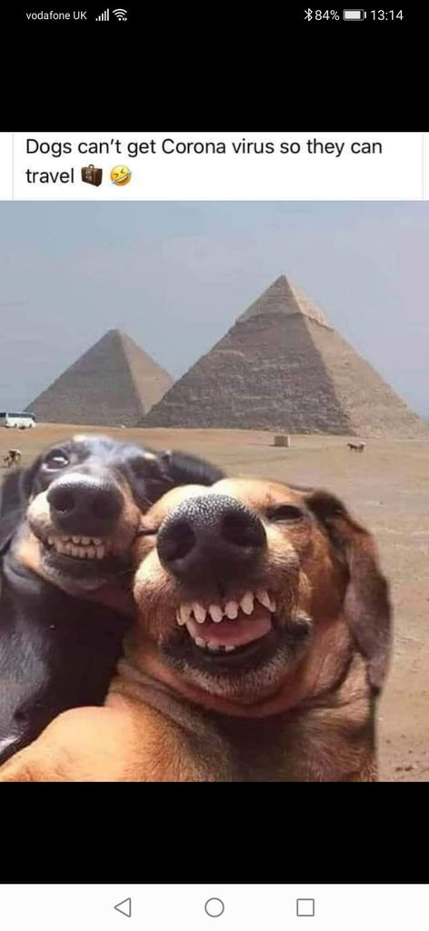 Dogs travelling to Egypt