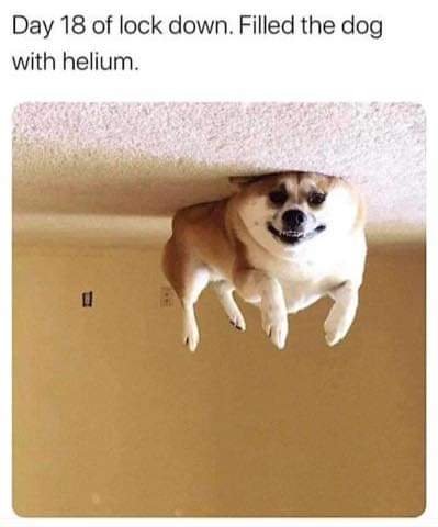 Helium Dog Meme