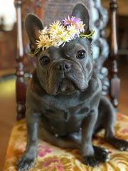 Violet the Frenchie with her crown of Asters