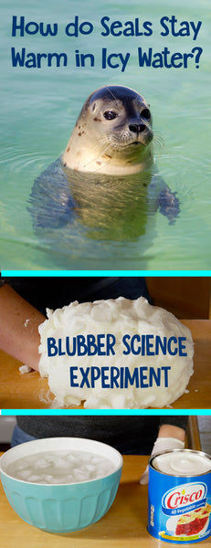 Blubber Science Experiment | Science Experiment | Science for Kids | Arctic Science  