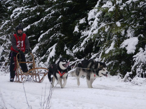 Snowy Sled Dog Rally