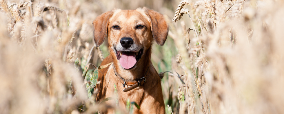 how do i know if its too hot to walk my dog