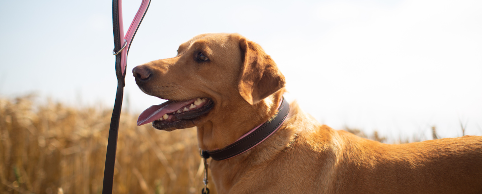 are leather collars safe for dogs