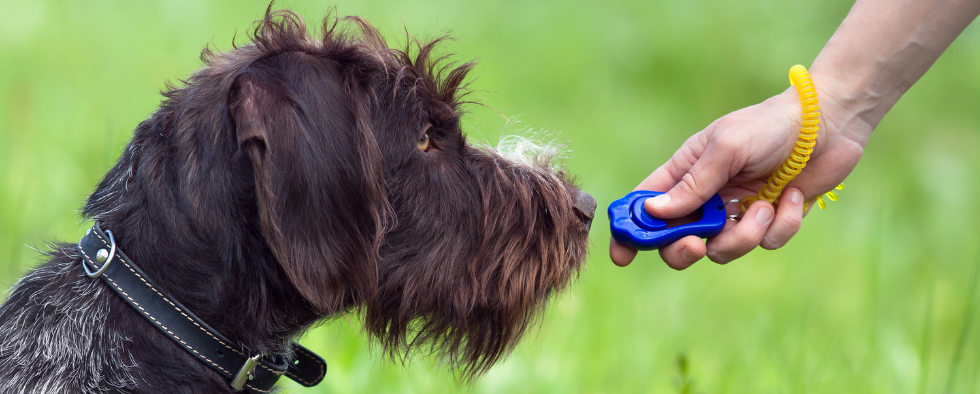 how does a dog clicker work
