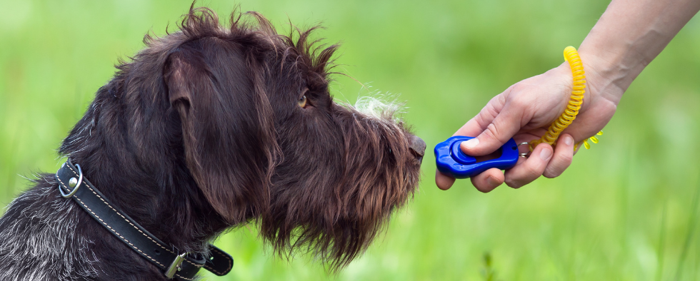 what gender of dog is easier to train