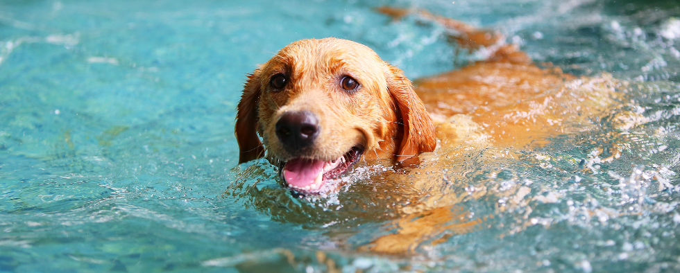 can dogs swim in swimming pools