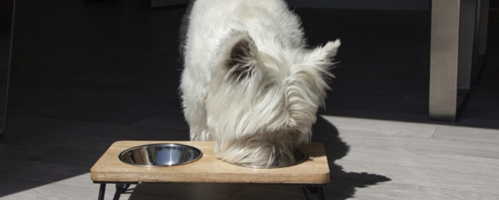 is it better for dogs to eat from elevated bowls