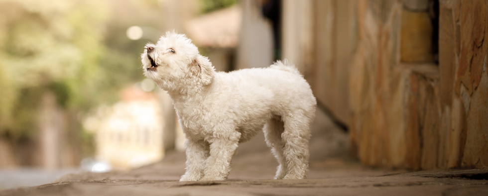 how to stop a nervous dog barking