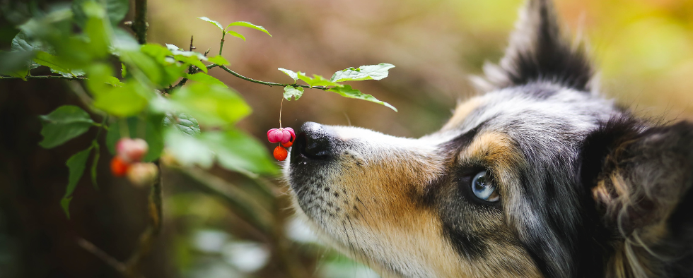 are tomato plants safe for dogs