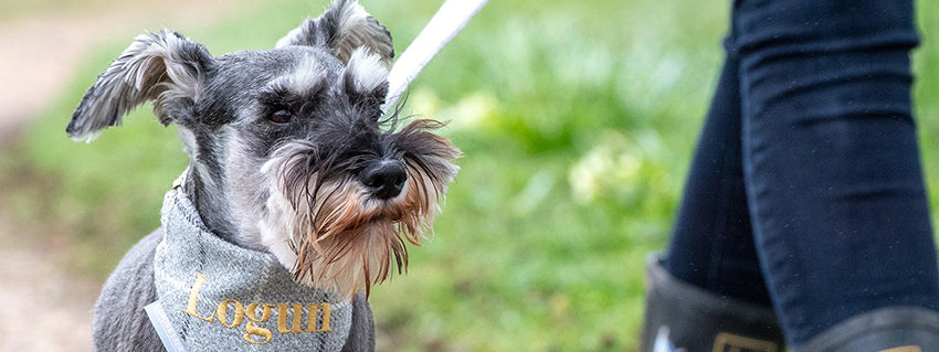 what size collar for miniature schnauzer