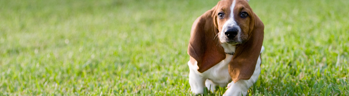 what size crate for basset hound