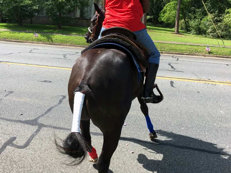 Horse at parade with white vet wrap as a tail wrap