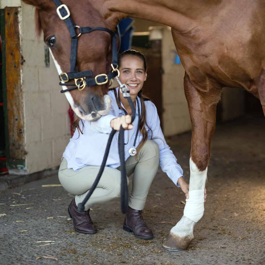 Veterinarian showing off horse wrapped leg