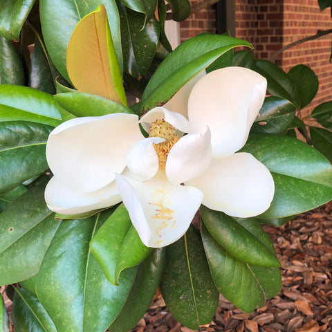 Magnolia leaves and a large white blossom fill the center of the photo. Part of a brick building is visible in the upper-right background.