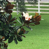 Magnolia leaves fill the left side of the photo. A magnolia branch extends toward the right, displaying a bud and a large white blossom. In the background are green grass and a white fence.
