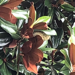 Coppery-brown and green magnolia leaves frame and partially hide a magnolia blossom.