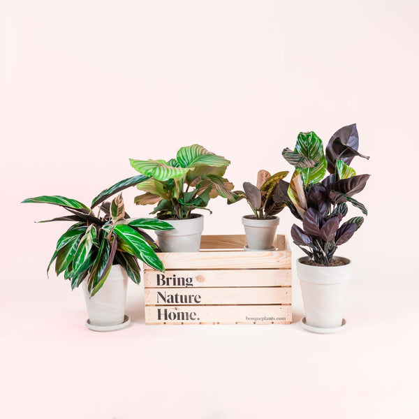 Non-Toxic Box