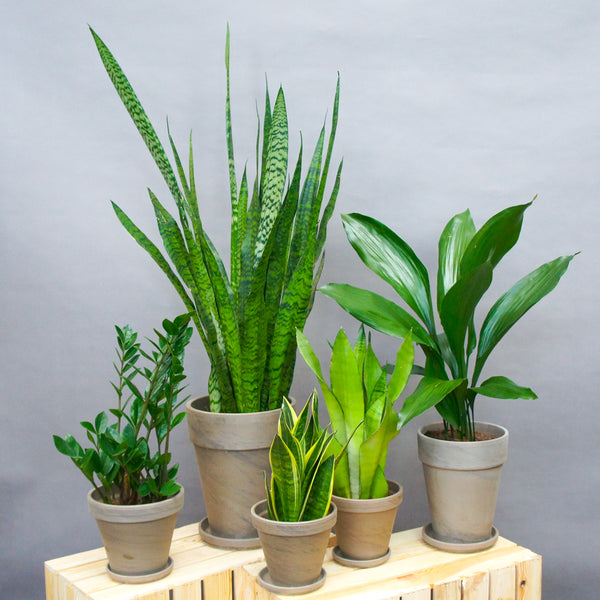 Green Office