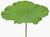 Feuilles de Lotus