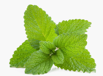 Lemon balm