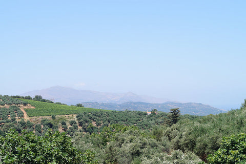 Kolymvari Olivenöl Kreta