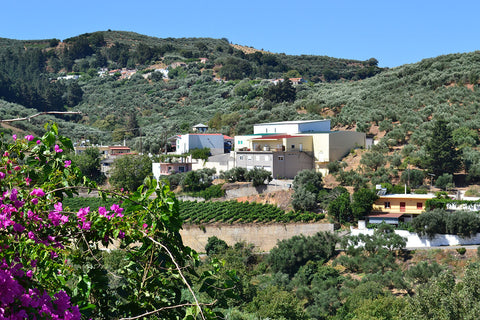 Kretisches Olivenöl direkt vom Hersteller