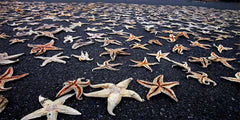 Starfish on black beach