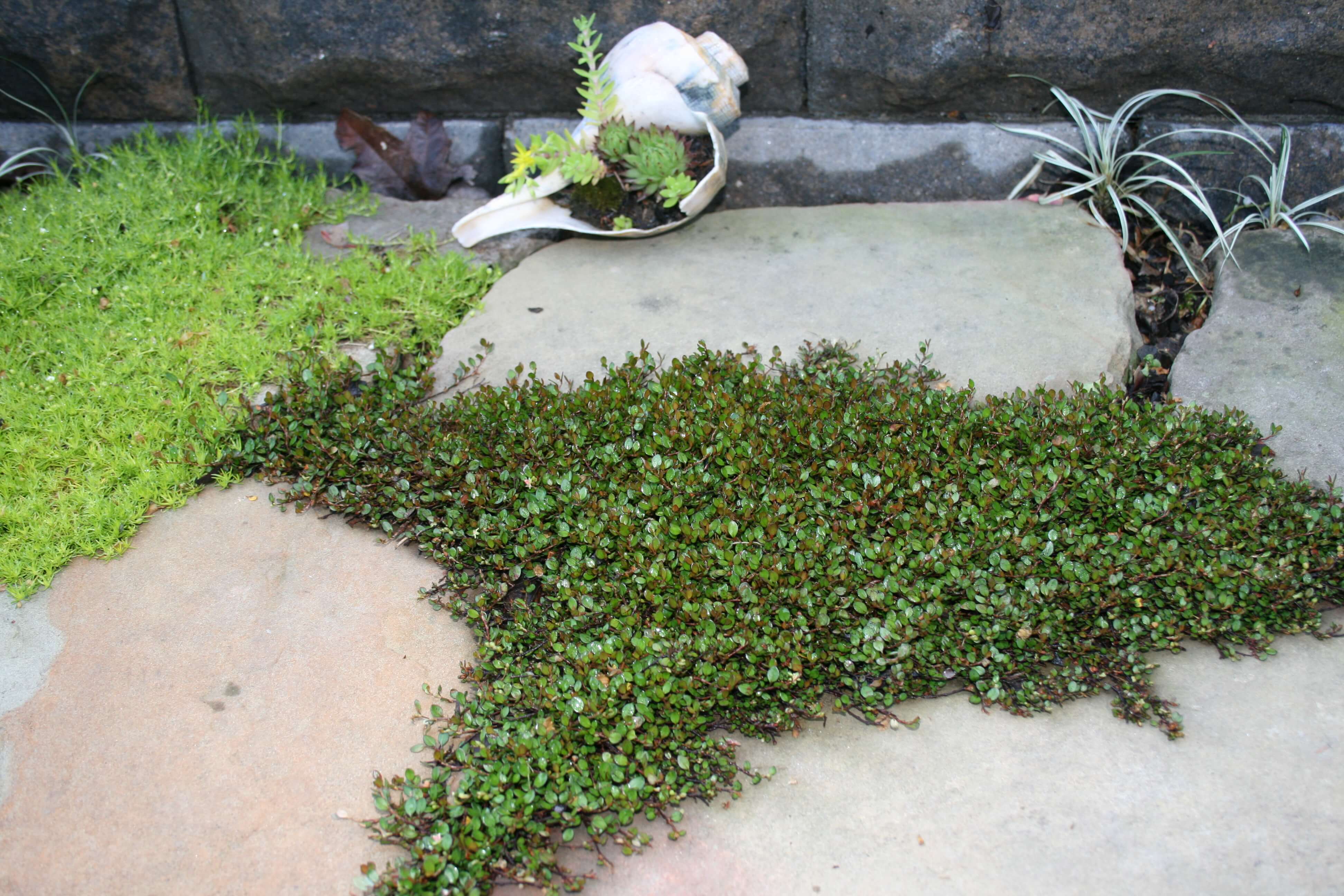 best ground cover for dogs