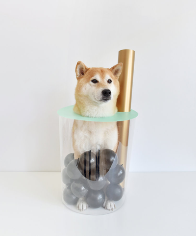 Shiba Inu in a Boba Halloween Costume