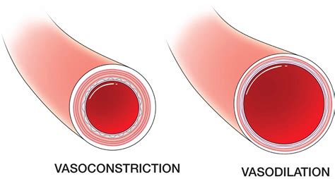 Vasoconstriction des vaisseaux sanguins