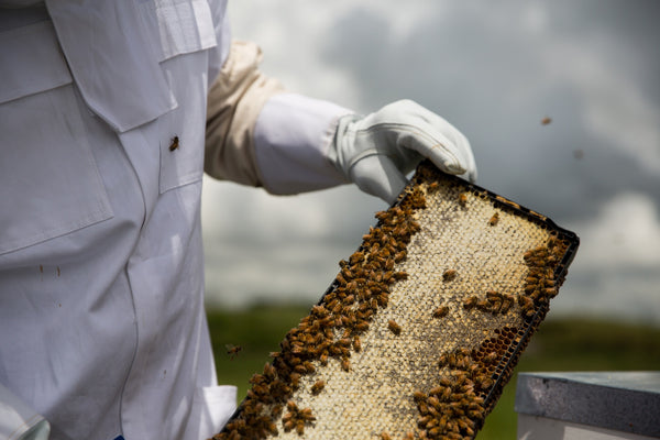 New Zealand Beekeepers - What is manuka honey
