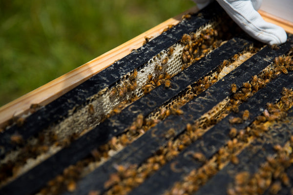 New Zealand Hive