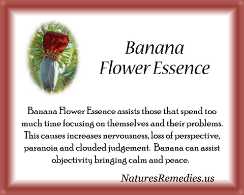 Banana Flower Essence - Nature's Remedies