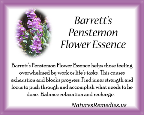 Barrett's Penstemon Flower Essence - Nature's Remedies