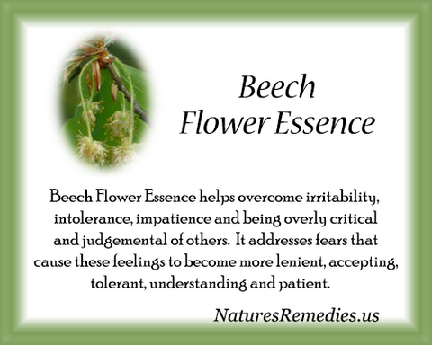 Beech Flower Essence - Nature's Remedies