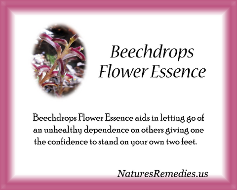 Beechdrops Flower Essence - Nature's Remedies