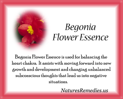 Begonia Flower Essence - Nature's Remedies