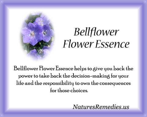 Bellflower Flower Essence - Nature's Remedies