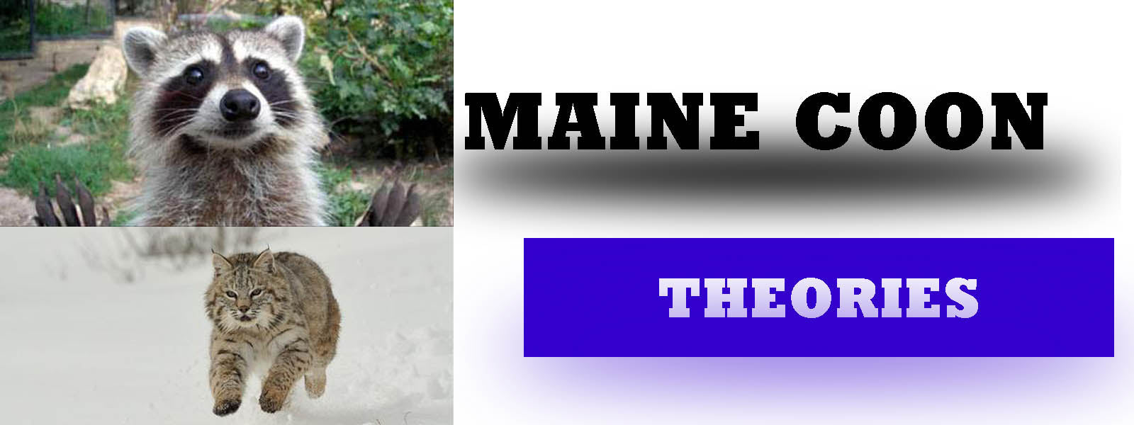 Theories Maine Coon | La boutique du Maine Coon
