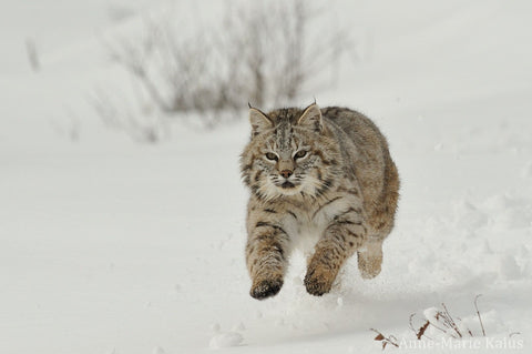 Lynx roux dans la neige