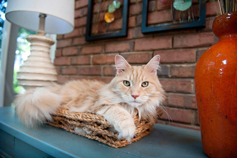 Maine coon dans une corbeille