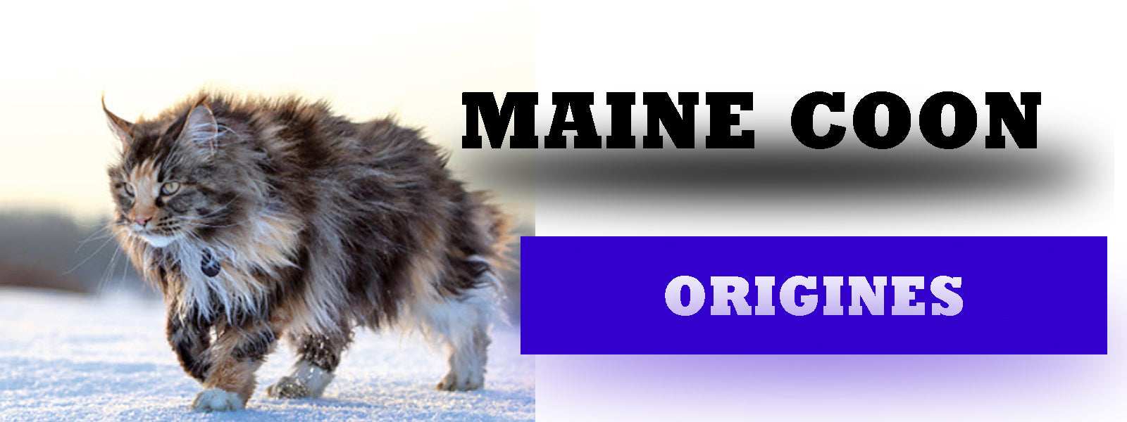 Origines Maine Coon  | La boutique du Maine Coon