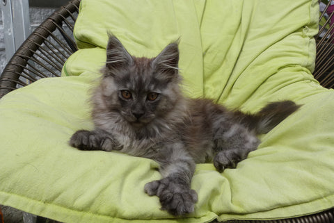 Chaton Maine Coon polidactyle